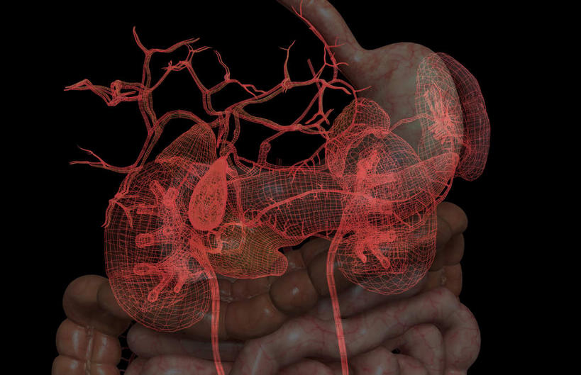 内脏,胰腺,脾,肠,肾脏,动脉,静脉,血管,十二指肠,无人,横图,插画,室内,白天,正面,数码,科技,静物,阴影,黑色背景,网络,医学,高光,几何,计算机图形,合成,图画,画,模型,人体,电脑合成图,数码合成图,生物学,人体器官,器官,漫画,生理学,写实,具体,具象,肾上腺,消化器官,大肠,盲肠,脾脏,小肠,直肠,彩图,消化系统