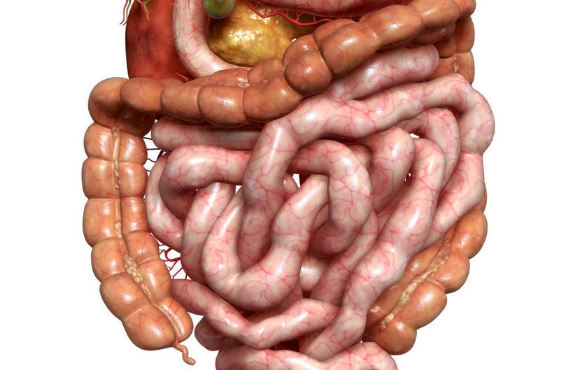 内脏,胰腺,脾,肠,肾脏,动脉,静脉,血管,十二指肠,无人,横图,插画,室内,白天,白色背景,正面,数码,科技,静物,阴影,网络,医学,高光,几何,计算机图形,合成,图画,画,模型,人体,电脑合成图,数码合成图,生物学,人体器官,器官,漫画,生理学,写实,具体,具象,肾上腺,降结肠,升结肠,消化器官,大肠,盲肠,脾脏,小肠,直肠,彩图,消化系统