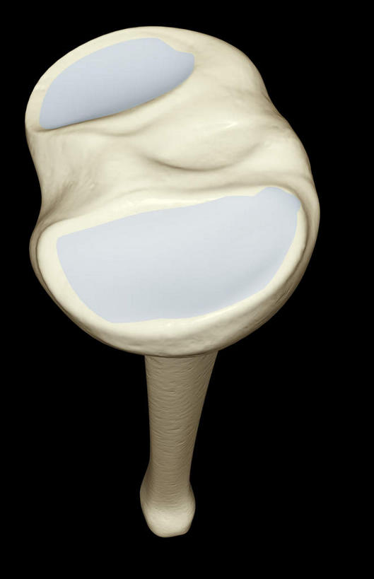 动脉,静脉,骨骼,无人,横图,插画,x光片,室内,白天,正面,数码,科技,静物,阴影,黑色背景,辐射,科学,网络,医学,骨头,高光,几何,计算机图形,合成,图画,画,模型,人体,电脑合成图,数码合成图,骨架,医疗,生物学,科学技术,x射线,x光,漫画,生理学,写实,具体,具象,胫骨,跖骨,彩图,电磁波,电磁辐射