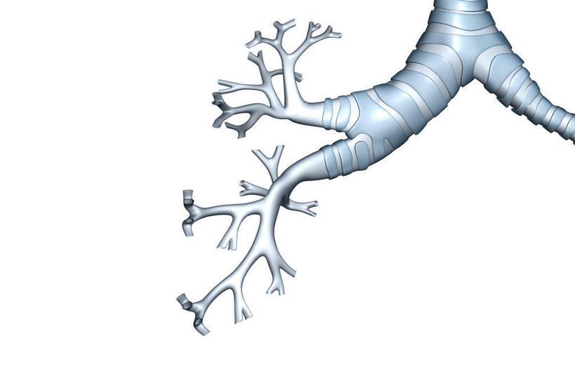 内脏,肺,动脉,静脉,无人,横图,插画,室内,白天,白色背景,正面,数码,科技,静物,阴影,网络,医学,高光,几何,计算机图形,合成,图画,画,模型,人体,电脑合成图,数码合成图,生物学,人体器官,器官,漫画,支气管,生理学,写实,具体,具象,肺部,肺脏,彩图