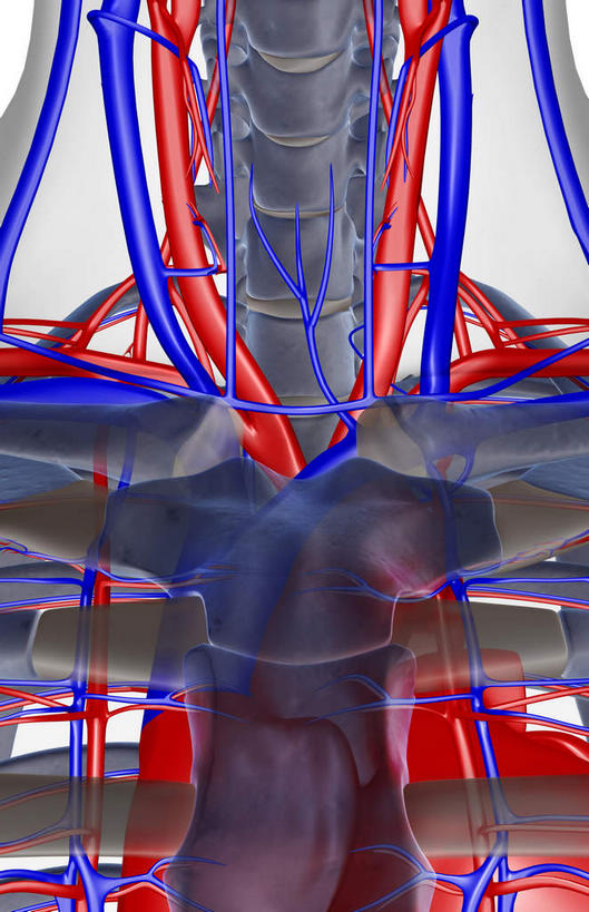 脖子,骨骼,无人,竖图,x光片,室内,白天,白色背景,正面,数码,科技,阴影,辐射,科学,网络,医学,骨头,高光,几何,计算机图形,合成,皮肤,电脑合成图,数码合成图,骨架,医疗,科学技术,x射线,x光,写实,具体,具象,颈动脉,锁骨下动脉,锁骨下静脉,颈内静脉,脖,颈,颈部,半身,彩图,电磁波,电磁辐射
