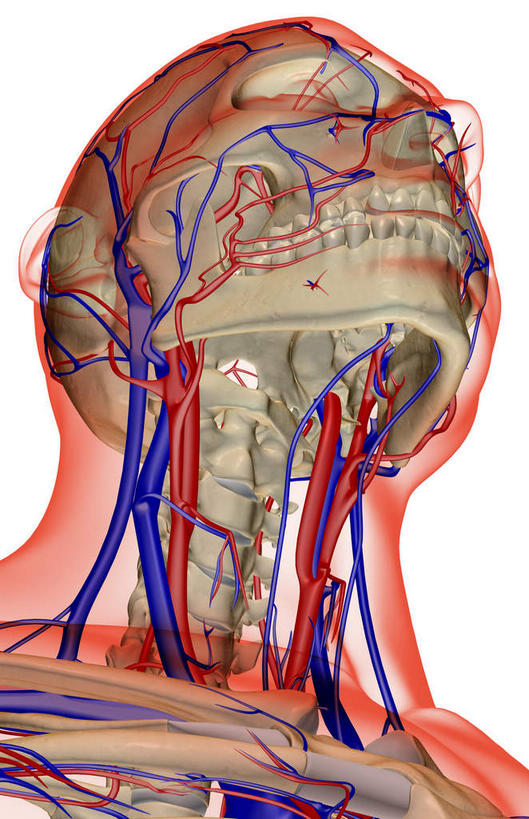 脸,头,脸颊,脖子,静脉,骨骼,无人,竖图,x光片,室内,白天,白色背景,正面,数码,科技,阴影,辐射,科学,网络,医学,骨头,高光,几何,计算机图形,合成,皮肤,电脑合成图,数码合成图,骨架,医疗,科学技术,x射线,x光,写实,具体,具象,颈动脉,颈内静脉,头部,脖,颈,颈部,脸部,脸蛋,面部,半身,彩图,电磁波,电磁辐射