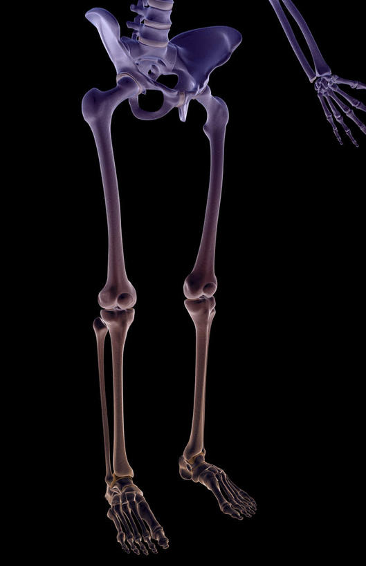 膝关节,骨骼,无人,横图,x光片,室内,白天,正面,数码,科技,阴影,黑色背景,发光,辐射,科学,网络,医学,骨头,高光,几何,计算机图形,合成,蓝色,电脑合成图,数码合成图,骨架,医疗,科学技术,x射线,x光,写实,具体,具象,腓骨,股骨,胫骨,半身,彩图,电磁波,电磁辐射