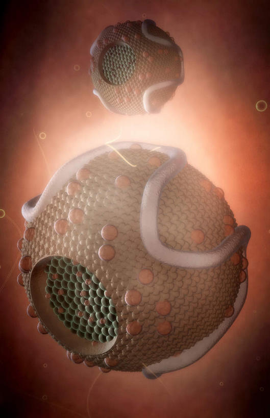 无人,竖图,插画,室内,特写,白天,正面,数码,科技,静物,阴影,网络,医学,圆形,细胞,高光,几何,计算机图形,合成,图画,画,两个,人体,电脑合成图,数码合成图,生物学,蛋白质,漫画,生理学,写实,具体,具象,脂蛋白,彩图