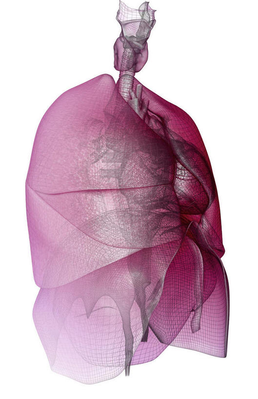 内脏,肺,动脉,静脉,无人,竖图,室内,特写,白天,白色背景,正面,数码,科技,静物,阴影,网络,医学,高光,几何,计算机图形,合成,红色,模型,人体,电脑合成图,数码合成图,生物学,人体器官,器官,支气管,生理学,写实,具体,具象,甲状腺,肺部,肺脏,彩图