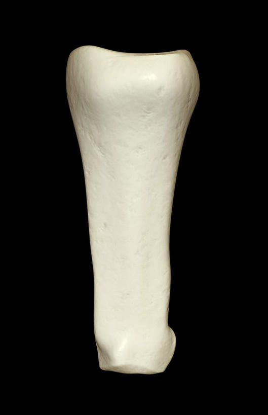 动脉,静脉,骨骼,无人,竖图,插画,室内,特写,白天,正面,数码,科技,静物,阴影,黑色背景,网络,医学,骨头,高光,几何,计算机图形,合成,图画,画,模型,人体,电脑合成图,数码合成图,骨架,生物学,漫画,生理学,写实,具体,具象,指骨,彩图