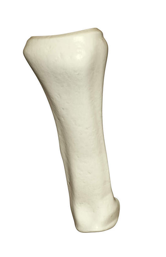 神经,动脉,静脉,骨骼,无人,竖图,插画,室内,白天,白色背景,正面,数码,科技,静物,阴影,网络,医学,骨头,高光,几何,计算机图形,合成,图画,画,白色,模型,人体,电脑合成图,数码合成图,骨架,生物学,漫画,生理学,写实,具体,具象,指骨,半身,彩图,神经系统