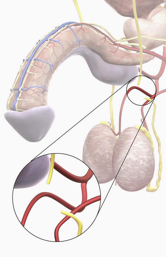 内脏,动脉,静脉,膀胱,阴茎,睾丸,阴囊,无人,竖图,插画,室内,白天,正面,数码,科技,静物,阴影,网络,医学,高光,几何,计算机图形,合成,图画,画,模型,人体,电脑合成图,数码合成图,生物学,人体器官,器官,漫画,泌尿系统,前列腺,输尿管,生理学,写实,具体,具象,龟头,输精管,彩图,生殖器官