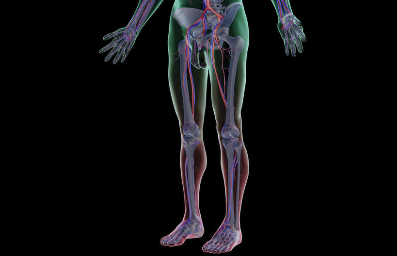 神经,动脉,静脉,骨骼,无人,横图,插画,室内,特写,白天,正面,数码,科技,静物,阴影,黑色背景,局部,网络,医学,骨头,高光,几何,计算机图形,合成,图画,画,模型,人体,部分,电脑合成图,数码合成图,骨架,生物学,漫画,生理学,写实,具体,具象,髌骨,骶骨,腓骨,跗骨,股骨,胫骨,髋骨,腕骨,尾骨,掌骨,趾骨,半身,彩图