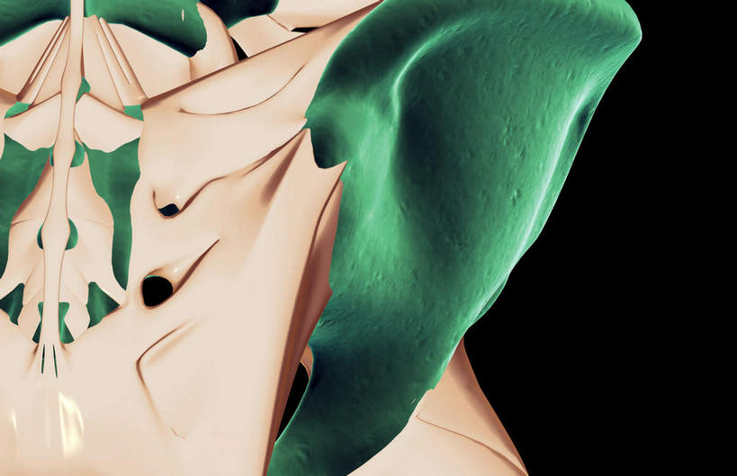 动脉,静脉,骨骼,无人,横图,插画,室内,特写,白天,正面,数码,科技,静物,阴影,黑色背景,局部,网络,医学,骨头,高光,几何,计算机图形,合成,图画,画,模型,人体,部分,电脑合成图,数码合成图,骨架,生物学,漫画,生理学,写实,具体,具象,髋骨,半身,彩图