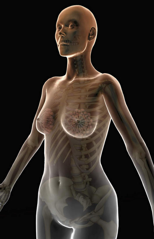 乳房,动脉,静脉,骨骼,胸骨,肋骨,血管,无人,竖图,插画,室内,特写,白天,正面,数码,科技,静物,阴影,黑色背景,局部,网络,医学,骨头,高光,几何,计算机图形,合成,图画,画,模型,人体,经脉,部分,电脑合成图,数码合成图,骨架,生物学,漫画,生理学,写实,具体,具象,骶骨,髋骨,尾骨,腰骨,肋软骨,输乳管,半身,彩图