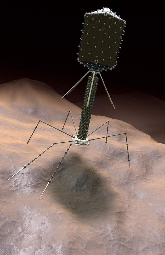 无人,竖图,插画,室内,白天,正面,数码,科技,微生物,阴影,网络,医学,高光,几何,计算机图形,合成,图画,画,生物,电脑合成图,数码合成图,医疗,病毒,生物学,漫画,写实,具体,具象,寄生,生命体,生物病毒,噬菌体,彩图