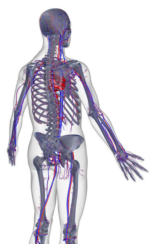 动脉,静脉,无人,竖图,插画,x光片,室内,特写,白天,白色背景,正面,数码,科技,静物,阴影,局部,辐射,科学,网络,医学,高光,几何,计算机图形,合成,图画,画,人体,电脑合成图,数码合成图,医疗,生物学,科学技术,x射线,x光,漫画,生理学,写实,具体,具象,血液循环,血液循环系统,半身,彩图,电磁波,电磁辐射