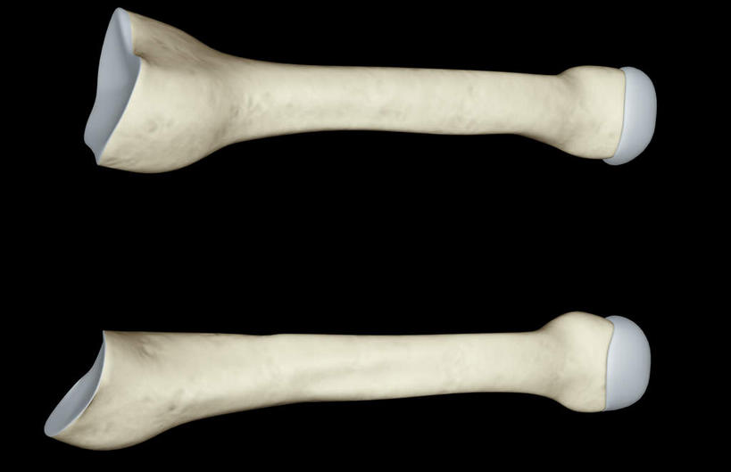 动脉,静脉,骨骼,无人,横图,插画,室内,特写,白天,正面,数码,科技,静物,阴影,黑色背景,局部,网络,医学,骨头,高光,几何,计算机图形,合成,图画,画,模型,人体,电脑合成图,数码合成图,骨架,生物学,漫画,生理学,写实,具体,具象,跖骨,半身,彩图