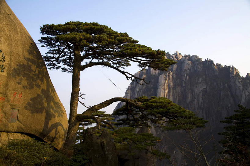 无人,横图,室外,白天,仰视,旅游,度假,黄山,美景,山,植物,松树,中国,亚洲,阴影,光线,影子,景观,山峰,山峦,娱乐,树,树木,蓝色,绿色,蓝天,天空,阳光,自然,天,享受,休闲,景色,放松,生长,晴朗,成长,自然风光,坚定,迎客松,东亚,安徽,安徽省,黄山市,万里无云,中华人民共和国,华东地区,长寿,皖,贞洁,黟山,晴空,晴空万里,彩图,低角度拍摄,世界地质公园,天下第一奇山