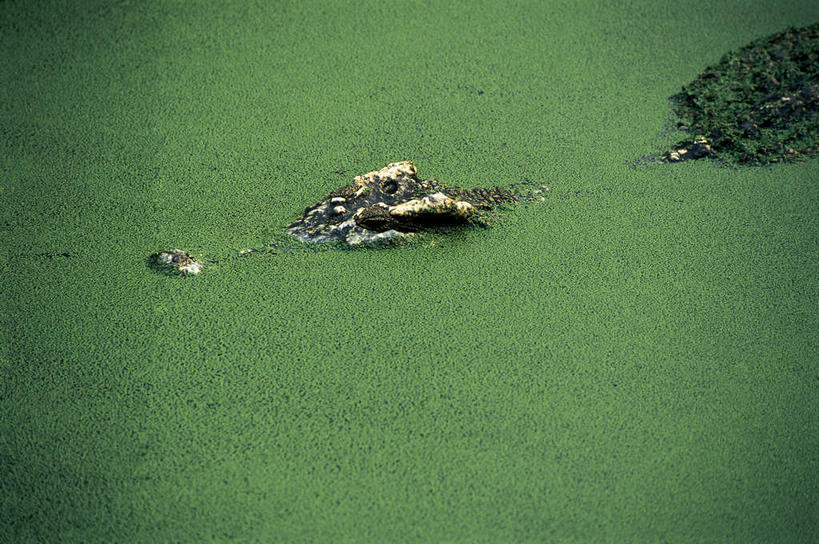 游泳,无人,横图,俯视,室外,白天,美景,植物,鳄鱼,野生动物,一条,新鲜,爬行动物,池塘,景观,水池,浮萍,注视,绿色,自然,动物,观察,看,景色,生长,成长,观看,青春,察看,生命,关注,自然风光,水生植物,和平,安详,凶猛,泅水,冷色,拍浮,残暴,凶残,半身,彩图,高角度拍摄,青萍