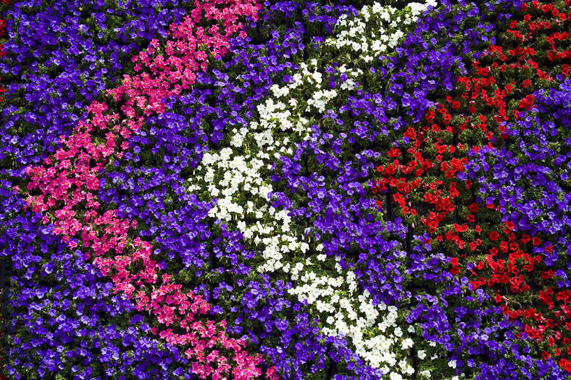 无人,横图,室外,特写,白天,正面,美景,昆明,中国,亚洲,一排,许多,阴影,条纹,整齐,盛开,光线,影子,墙,景观,很多,花蕾,方向,云南,箭头,墙壁,墙面,花,花瓣,花朵,鲜花,排列,粉色,红色,紫色,白色,阳光,自然,花苞,花蕊,温馨,景色,矮牵牛,指向,队列,自然风光,昆明市,东亚,矮牵牛花,云南省,中华人民共和国,省会,西南地区,簇,碧冬茄,灵芝牡丹,滇,安心,彩图,矮喇叭,番薯花,毽子花,杂种撞羽朝颜