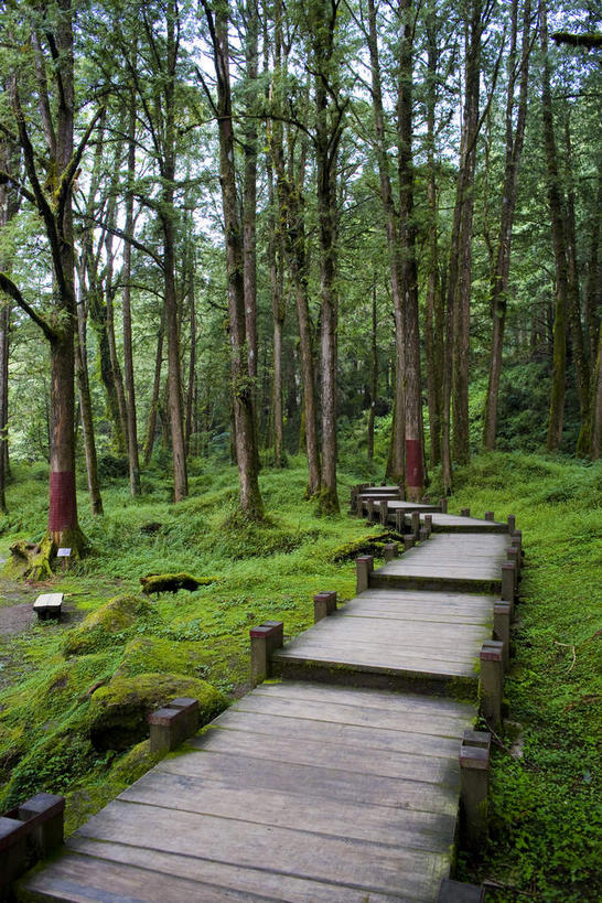 无人,竖图,室外,白天,正面,旅游,度假,草地,草坪,美景,树林,植物,道路,路,台湾,中国,亚洲,阴影,曲折,弯曲,光线,影子,景观,小路,交通,娱乐,草,树,树木,绿色,阳光,自然,享受,休闲,景色,放松,蜿蜒,生长,成长,自然风光,东亚,嘉义,阿里山国家风景区,阿里山,港澳台,中华人民共和国,台湾省,嘉义市,彩图,台
