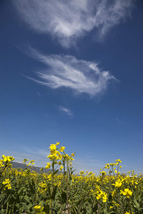 无人,农田,竖图,室外,白天,正面,旅游,度假,庄稼,农作物,花海,花圃,美景,植物,叶子,中国,亚洲,阴影,盛开,光线,影子,景观,云,云朵,花蕾,云彩,娱乐,花,花瓣,花朵,花卉,鲜花,黄色,蓝色,绿色,白云,蓝天,天空,阳光,自然,花丛,花束,花田,天,花苞,花蕊,油菜花,享受,休闲,景色,放松,晴朗,自然风光,东亚,青海,青海省,原子城,金银滩,中华人民共和国,西北地区,青,海北,海北州,海北藏族自治州,晴空,彩图,耕地,庄稼田,油菜花田,金银滩草原,芸苔,芸薹,青海原子城