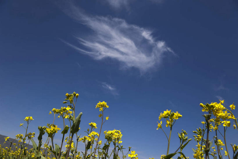 无人,农田,横图,室外,白天,仰视,旅游,度假,庄稼,农作物,花海,花圃,美景,植物,叶子,中国,亚洲,阴影,盛开,光线,影子,景观,云,云朵,花蕾,云彩,娱乐,花,花瓣,花朵,花卉,鲜花,黄色,蓝色,绿色,白云,蓝天,天空,阳光,自然,花丛,花束,花田,天,花苞,花蕊,油菜花,享受,休闲,景色,放松,晴朗,自然风光,东亚,青海,青海省,原子城,金银滩,中华人民共和国,西北地区,青,海北,海北州,海北藏族自治州,晴空,彩图,低角度拍摄,耕地,庄稼田,油菜花田,金银滩草原,芸苔,芸薹,青海原子城