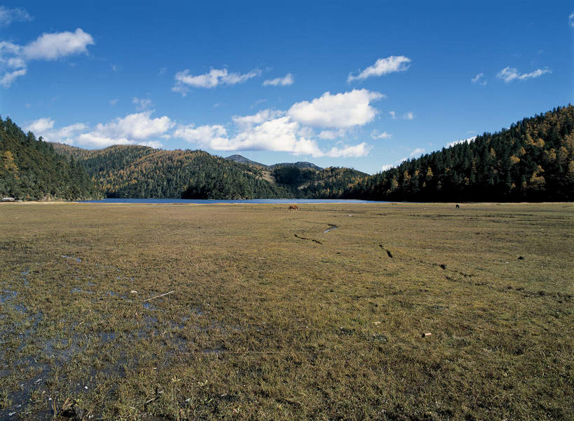 无人,横图,室外,白天,正面,旅游,度假,湖,湖泊,美景,森林,山,山脉,树林,水,植物,香格里拉,中国,亚洲,阴影,枯萎,光线,影子,湖面,景观,山峰,水流,水面,云,云朵,枯草,山峦,云彩,娱乐,迪庆,云南,草,树,树木,黄色,蓝色,绿色,白云,蓝天,天空,阳光,自然,湖水,群山,天,享受,休闲,景色,放松,生长,晴朗,成长,自然风光,东亚,中甸,迪庆藏族自治州,云南省,中华人民共和国,西南地区,滇,迪庆州,香格里拉县,晴空,彩图,碧塔海自然保护区