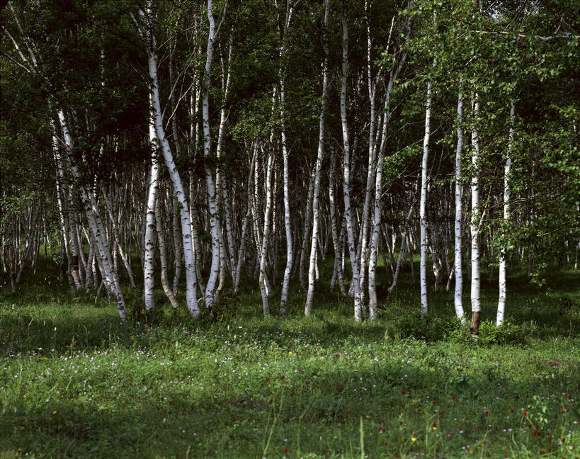 无人,横图,室外,白天,正面,旅游,度假,草地,草原,美景,植物,中国,亚洲,景观,旷野,娱乐,草,树,树木,绿色,自然,享受,休闲,景色,放松,蒙,生长,成长,自然风光,原野,东亚,内蒙古,中华人民共和国,华北地区,内蒙古自治区,彩图,坝上草原