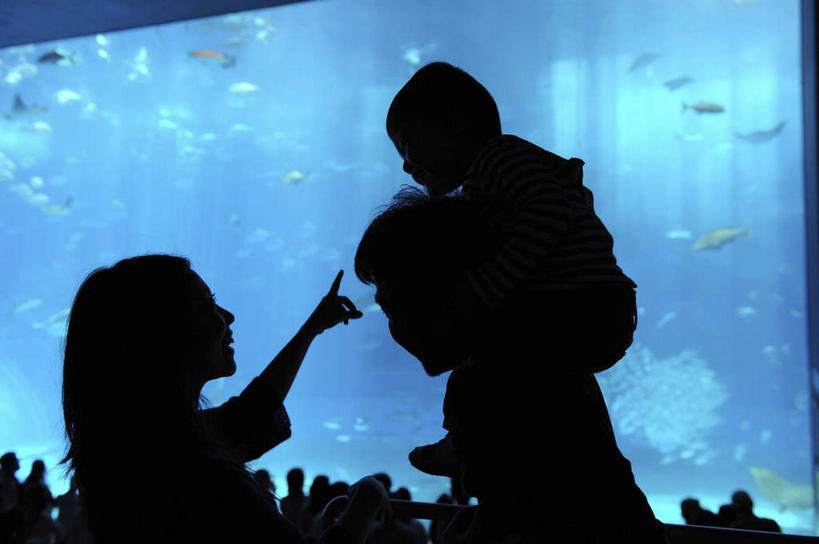 东方人,儿童,三个人,家庭,夫妻,母亲,父亲,女儿,站,笑,微笑,露齿笑,横图,白天,运动服,爱情,纯洁,海底,水下,亚洲,指,服装,朦胧,模糊,水底,背光,浪漫,注视,休闲装,黄种人,方向,海洋馆,水族馆,小孩,骑,背面,衣服,观察,看,扛,手势,站着,休闲,温暖,温馨,父女,母女,三口之家,一家人,休闲服,恩爱,父爱,可爱,母爱,童年,童趣,海底世界,恋人,服饰,观看,和睦,察看,指向,衣着,食指,穿着,关注,逆光,童真,烂漫,无邪,衣饰,扛在肩上,骑在肩上,天真,男人,男性,年轻男性,年轻女性,女孩,女人,女性,亚洲人,孩子,年轻人,夫妇,情侣,海床,站立,半身,彩图,伴侣,融洽,女生,运动装