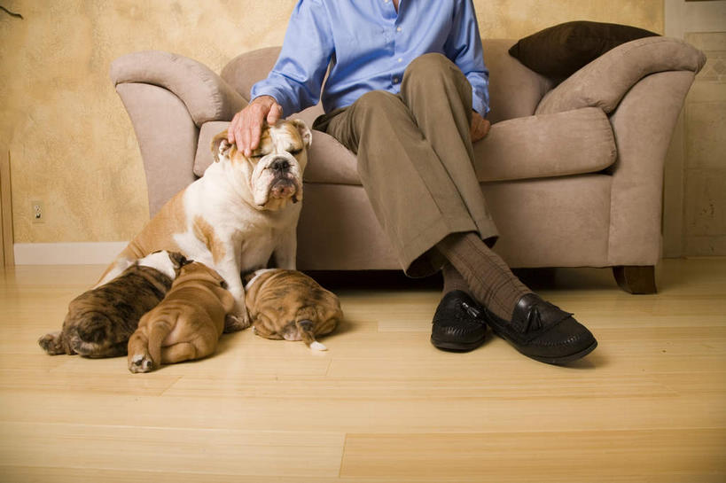 西方人,一个人,客厅,坐,摸,横图,室内,白天,正面,壁纸,地板,沙发,宠物,狗,欧洲,欧洲人,仅一个男性,仅一个人,四只,抚摸,服装,斗牛犬,墙,地面,休闲装,木地板,墙壁,墙面,衣服,动物,仅一个老年男性,休闲,休闲服,可爱,服饰,起居室,牛头犬,布艺沙发,忠诚,英国斗牛犬,斗牛狗,老虎狗,英国老虎犬,客堂,老年男性,男人,男性,白种人,墙纸,犬,触摸,接触,坐着,半身,彩图