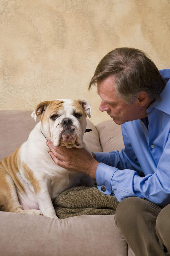 西方人,一个人,客厅,坐,摸,竖图,室内,白天,侧面,壁纸,沙发,宠物,狗,椅子,欧洲,欧洲人,仅一个男性,仅一个人,抚摸,服装,斗牛犬,墙,注视,休闲装,墙壁,墙面,衣服,动物,观察,看,仅一个老年男性,休闲,休闲服,可爱,服饰,观看,察看,起居室,关注,牛头犬,布艺沙发,忠诚,英国斗牛犬,斗牛狗,老虎狗,英国老虎犬,客堂,老年男性,男人,男性,白种人,墙纸,犬,触摸,接触,坐着,半身,彩图