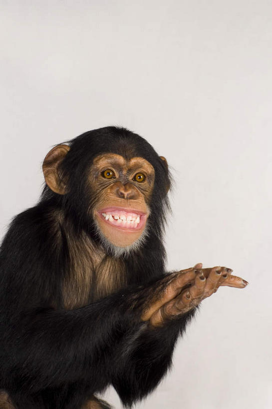 无人,坐,笑,鼓掌,微笑,露齿笑,竖图,室内,白天,白色背景,正面,哺乳动物,猴,野生动物,猴子,阴影,反射,影子,注视,一只,动物,观察,看,可爱,摄影,活泼,影棚,观看,察看,关注,拍手,坐着,半身,彩图,影棚拍摄,拍摄