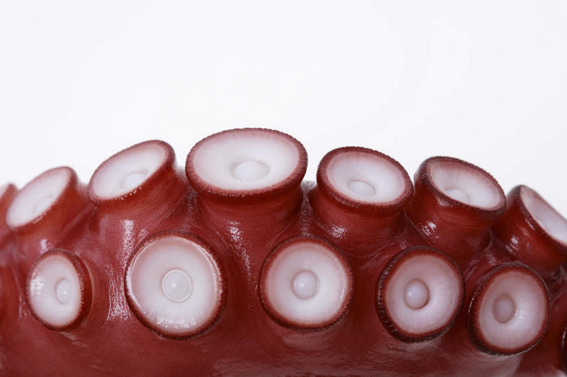 海鲜,无人,横图,俯视,室内,白天,白色背景,章鱼,一排,许多,整齐,水产,海洋生物,排列,吸盘,摄影,影棚,石吸,死牛,望潮,坐蛸,队列,水生动物,海产品,水生物,海底动物,石居,八爪鱼,半身,彩图,高角度拍摄,影棚拍摄,拍摄