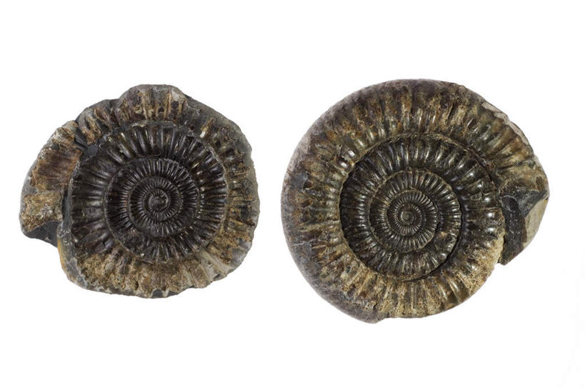 无人,横图,室内,特写,白天,白色背景,正面,石头,静物,花纹,化石,螺旋,石子,两个,黑色,摄影,影棚,贵重,珍贵,名贵,菊石,宝贵,石块,彩图,影棚拍摄,拍摄