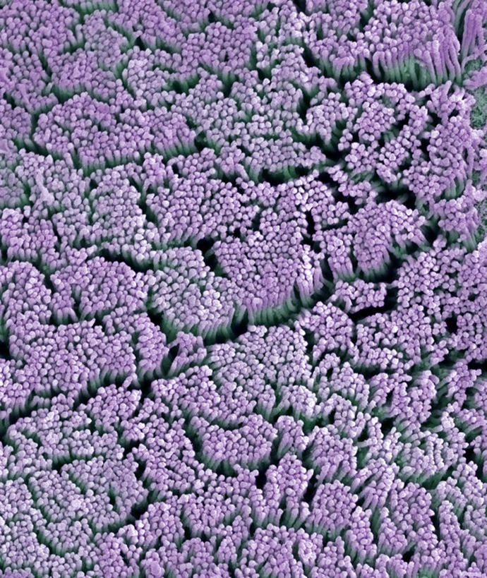 内脏,动脉,静脉,子宫,无人,竖图,插画,室内,特写,白天,正面,数码,科技,静物,阴影,网络,医学,绒毛,高光,几何,计算机图形,合成,图画,画,模型,人体,电脑合成图,数码合成图,生物学,人体器官,器官,漫画,生理学,写实,具体,具象,女性,彩图,生殖系统