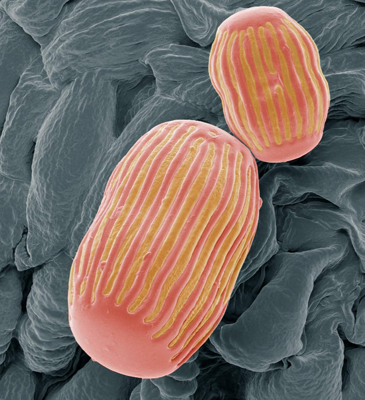 无人,竖图,室内,特写,白天,正面,幸福,数码,科技,植物,阴影,灰色背景,网络,圆形,椭圆,草药,药草,高光,几何,计算机图形,辉煌,合成,中药,两个,温暖,橙色,活泼,华丽,暖色,电脑合成图,数码合成图,药材,中草药,花粉,温情,中药材,本草,写实,具体,具象,炽热,响亮,跃动,棘菀,蕀蒬,葽绕,远志,甜蜜,彩图,愉快