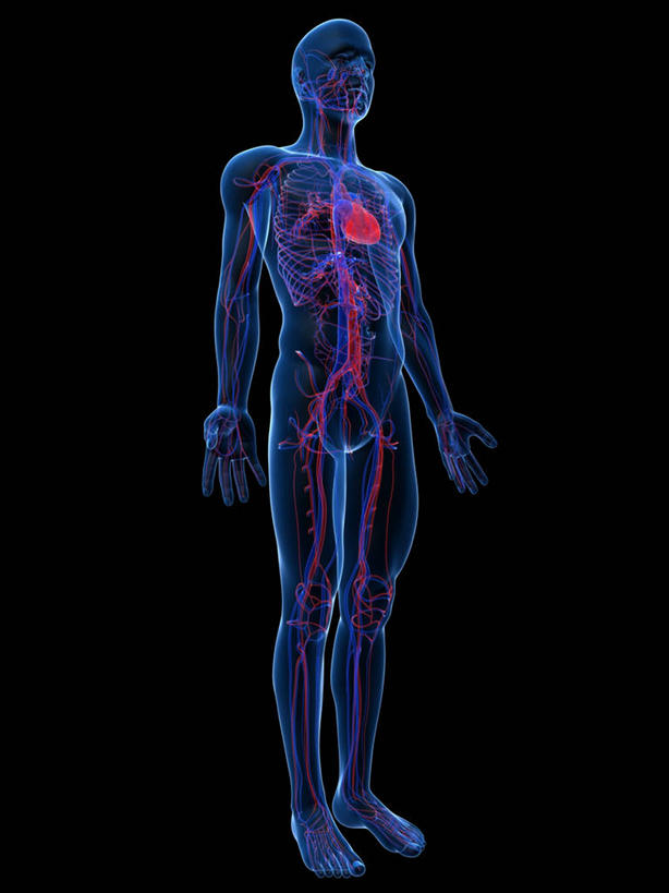 内脏,心脏,动脉,静脉,血管,一个人,无人,站,竖图,插画,室内,白天,正面,数码,科技,仅一个男性,仅一个人,阴影,黑色背景,科学,网络,医学,高光,几何,计算机图形,合成,图画,画,仅一个年轻男性,站着,人体,电脑合成图,数码合成图,生物学,心血管系统,人体器官,张开五指,器官,合成图,封闭,漫画,心血管,心房,心室,写实,具体,具象,血液循环,自然科学,博物学,生物科学,男人,男性,年轻男性,心,站立,彩图,全身,管道系统,五指张开