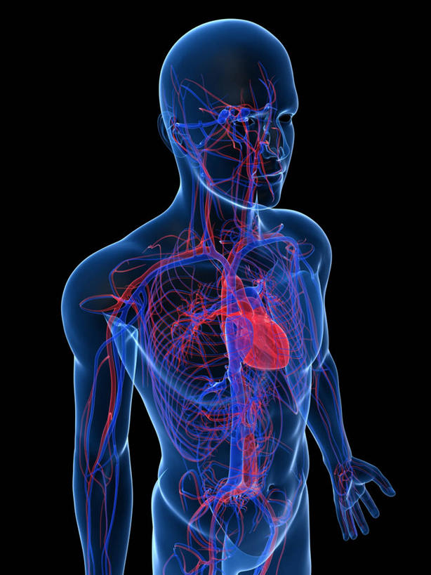 内脏,心脏,动脉,静脉,血管,一个人,无人,站,竖图,插画,室内,白天,正面,数码,科技,仅一个男性,仅一个人,阴影,黑色背景,科学,网络,医学,高光,几何,计算机图形,合成,图画,画,仅一个年轻男性,站着,人体,电脑合成图,数码合成图,生物学,心血管系统,人体器官,张开五指,器官,合成图,封闭,漫画,心血管,心房,心室,写实,具体,具象,血液循环,自然科学,博物学,生物科学,男人,男性,年轻男性,心,站立,彩图,全身,管道系统,五指张开