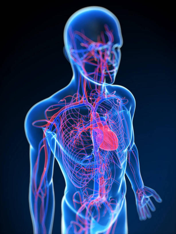 内脏,心脏,动脉,静脉,血管,一个人,无人,站,竖图,插画,室内,白天,正面,数码,科技,仅一个男性,仅一个人,阴影,黑色背景,科学,网络,医学,高光,几何,计算机图形,合成,图画,画,仅一个年轻男性,站着,人体,电脑合成图,数码合成图,生物学,心血管系统,人体器官,张开五指,器官,合成图,封闭,漫画,心血管,心房,心室,写实,具体,具象,血液循环,自然科学,博物学,生物科学,男人,男性,年轻男性,心,站立,彩图,全身,管道系统,五指张开