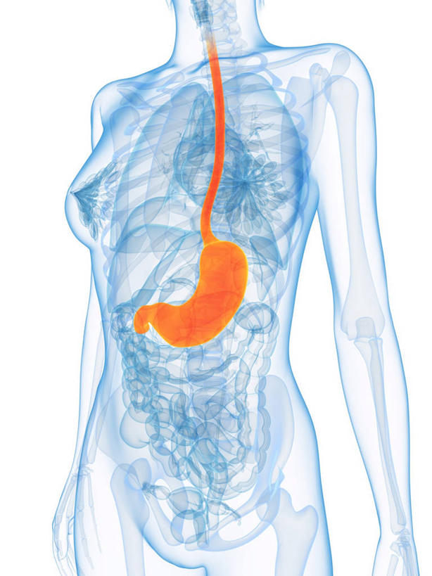 腹部,内脏,胃,动脉,静脉,一个人,无人,站,横图,插画,室内,白天,白色背景,正面,数码,科技,仅一个年轻女性,仅一个女性,仅一个人,阴影,科学,网络,医学,高光,几何,计算机图形,合成,图画,画,蓝色,站着,橙色,人体,电脑合成图,数码合成图,生物学,人体器官,器官,合成图,漫画,写实,具体,具象,自然科学,博物学,生物科学,年轻女性,女人,女性,胃部,站立,半身,彩图
