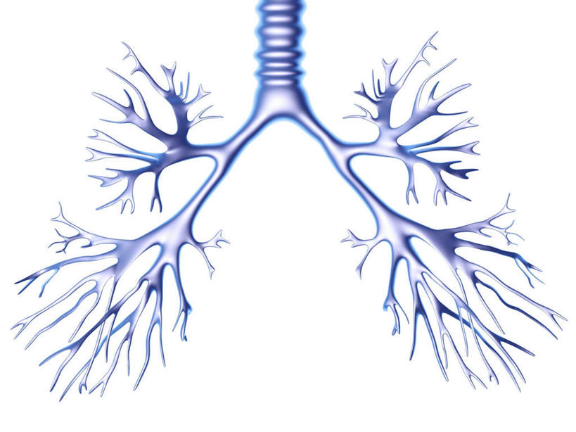 肺,动脉,静脉,无人,横图,插画,室内,白天,白色背景,正面,数码,科技,静物,阴影,网络,医学,高光,几何,计算机图形,合成,图画,画,灰色,模型,分叉,人体,电脑合成图,数码合成图,生物学,人体器官,器官,漫画,支气管,生理学,写实,具体,具象,呼吸系统,树状图,肺部,肺脏,彩图