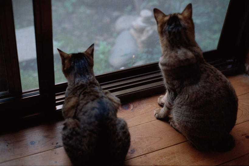 无人,坐,横图,俯视,彩色,室内,白天,植物,窗户,宠物,猫,眺望,玻璃窗,树,树木,绿色,自然,动物,看,两只,可爱,生长,成长,关注,猫咪,抬头,仰头,坐着,彩图,高角度拍摄,全身