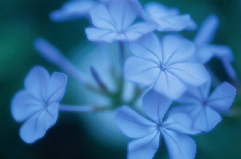 无人,横图,俯视,室外,特写,白天,旅游,度假,美景,许多,朦胧,模糊,盛开,景观,花蕾,娱乐,花,花瓣,花朵,鲜花,蓝色,自然,花苞,花蕊,享受,休闲,景色,放松,忧郁,自然风光,蓝雪花,蓝花丹,蓝茉莉,冷淡,彩图,高角度拍摄