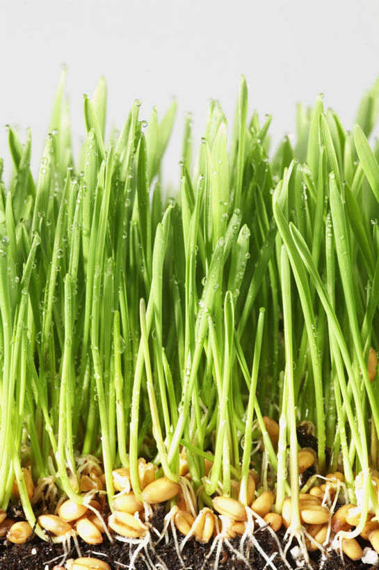 无人,竖图,室内,特写,白天,白色背景,正面,植物,叶子,一堆,许多,堆叠,堆积,土地,茎,绿叶,根,绿色,嫩叶,摄影,影棚,堆,麦草,叶,叶片,彩图,影棚拍摄,拍摄