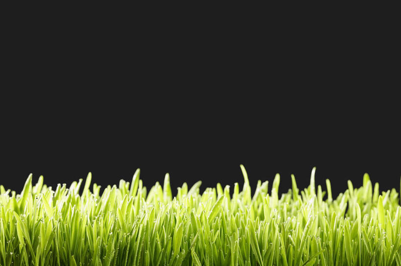 无人,横图,室内,特写,白天,正面,水,植物,叶子,一堆,许多,堆叠,堆积,黑色背景,液体,水滴,绿叶,水珠,绿色,露珠,嫩叶,摄影,影棚,堆,麦草,叶,叶片,彩图,影棚拍摄,拍摄