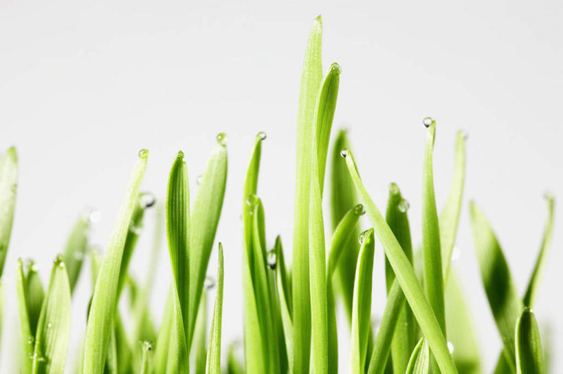 无人,横图,室内,特写,白天,白色背景,正面,水,植物,叶子,一堆,许多,堆叠,堆积,液体,水滴,绿叶,水珠,绿色,露珠,嫩叶,摄影,影棚,堆,麦草,叶,叶片,彩图,影棚拍摄,拍摄