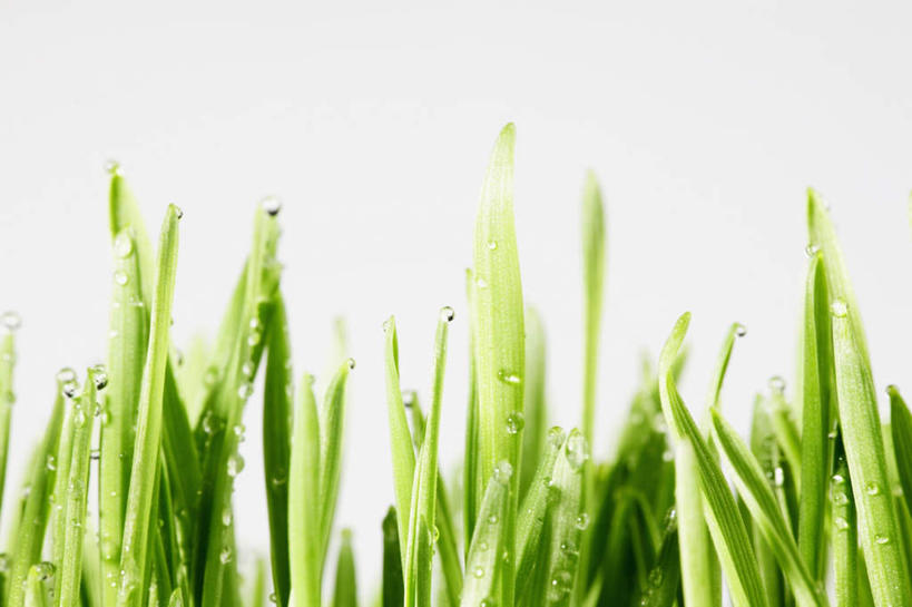 无人,横图,室内,特写,白天,白色背景,正面,水,植物,叶子,一堆,许多,堆叠,堆积,液体,水滴,绿叶,水珠,绿色,露珠,嫩叶,摄影,影棚,堆,麦草,叶,叶片,彩图,影棚拍摄,拍摄