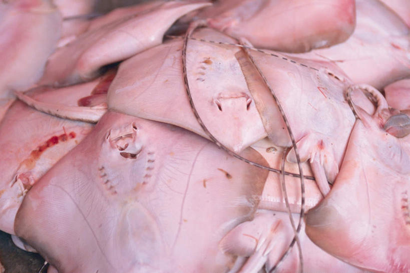 海鲜,无人,横图,俯视,室内,特写,白天,静物,一堆,阴影,堆叠,堆积,光线,影子,水产,海洋生物,粉色,阳光,线绳,摄影,影棚,堆,捆绑,水生动物,海产品,水生物,海底动物,魟,绑缚,彩图,高角度拍摄,影棚拍摄,拍摄