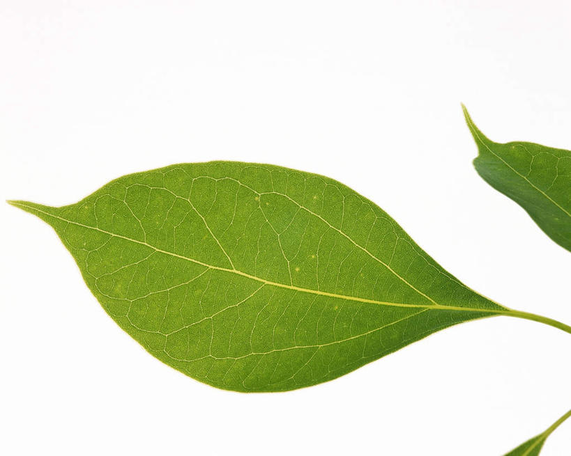 无人,横图,室内,特写,白天,白色背景,正面,叶子,纹路,茎,绿叶,枝条,三片,绿色,嫩叶,摄影,影棚,叶,叶片,叶脉,彩图,影棚拍摄,拍摄