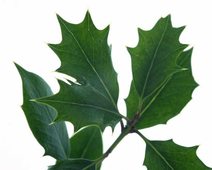 无人,横图,室内,特写,白天,白色背景,正面,叶子,许多,纹路,茎,绿叶,枝条,冬青树,绿色,嫩叶,摄影,影棚,叶,叶片,叶脉,彩图,影棚拍摄,拍摄