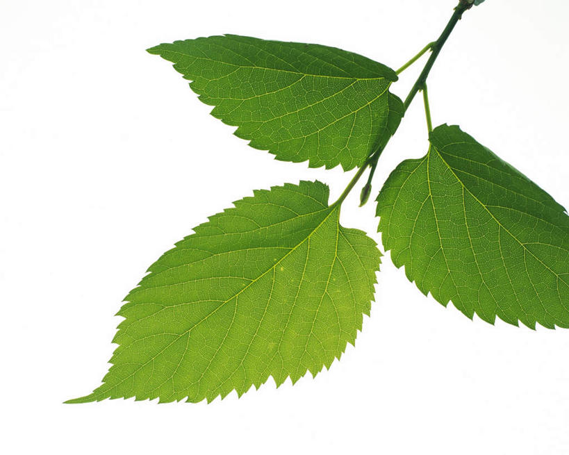 无人,横图,俯视,室内,特写,白天,白色背景,叶子,纹路,茎,绿叶,枝条,三片,绿色,嫩叶,摄影,影棚,叶,叶片,叶脉,彩图,高角度拍摄,影棚拍摄,拍摄