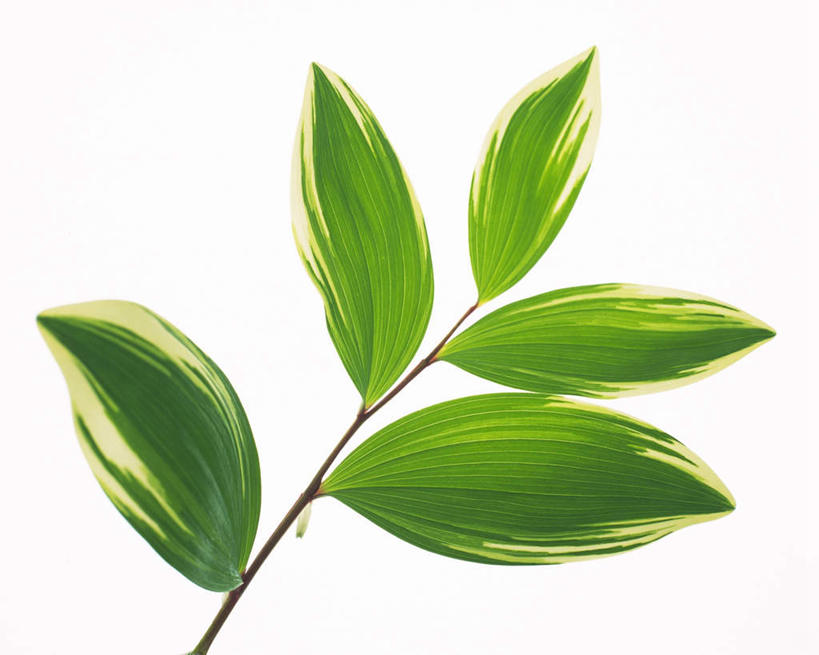 无人,横图,俯视,室内,特写,白天,白色背景,叶子,许多,纹路,茎,绿叶,枝条,五片,绿色,嫩叶,摄影,影棚,叶,叶片,叶脉,彩图,高角度拍摄,影棚拍摄,拍摄